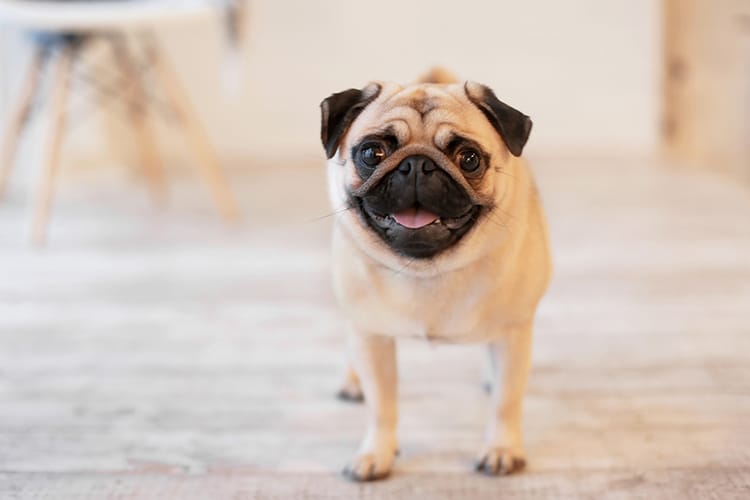 Netherlands Will Move to Ban “Cruel” Brachycephalic Dogs and Folded-Ear Cats