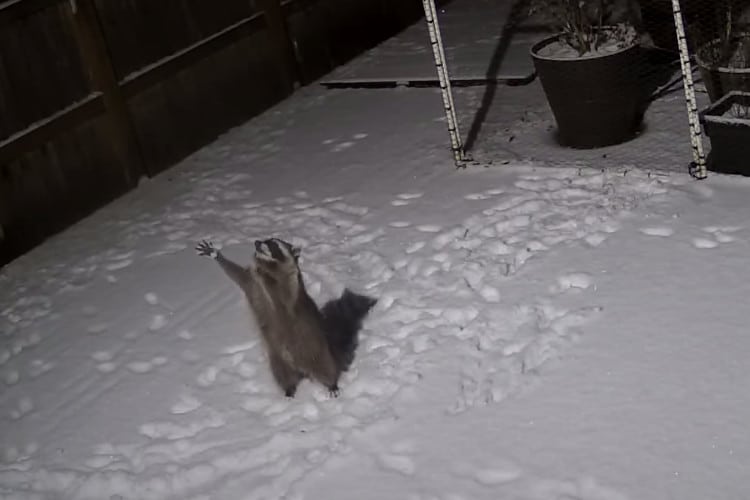 Raccoon Is Caught on Camera Adorably Trying to Catch Snow With His Hands