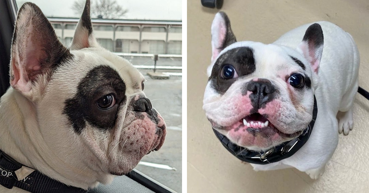 Meet Ralphie, a Bully Dog Looking for a Loving Home