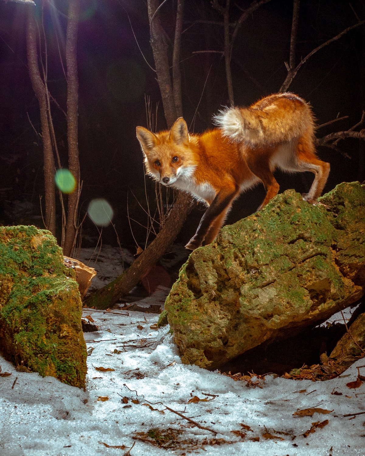 Fox Caught on DIY Camera Trap by Ross Harried