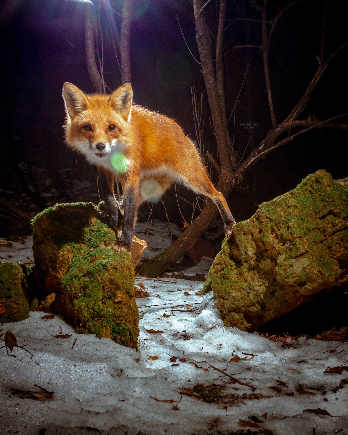 Fox Caught on DIY Camera Trap by Ross Harried