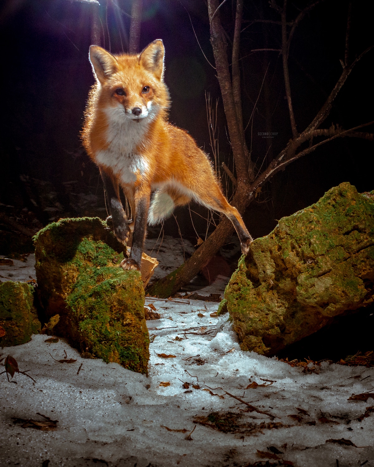Storybook Fox Photos Captured on DIY Camera Trap