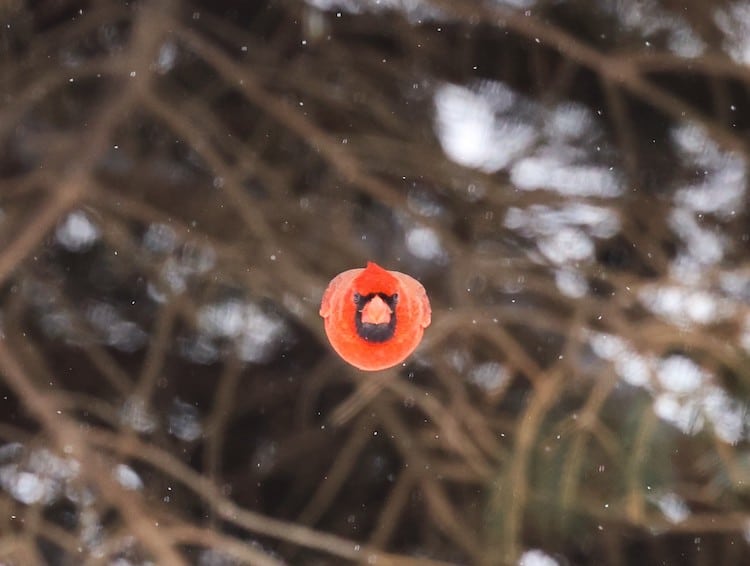 Angry Birds Viral Photo by Scott Taylor