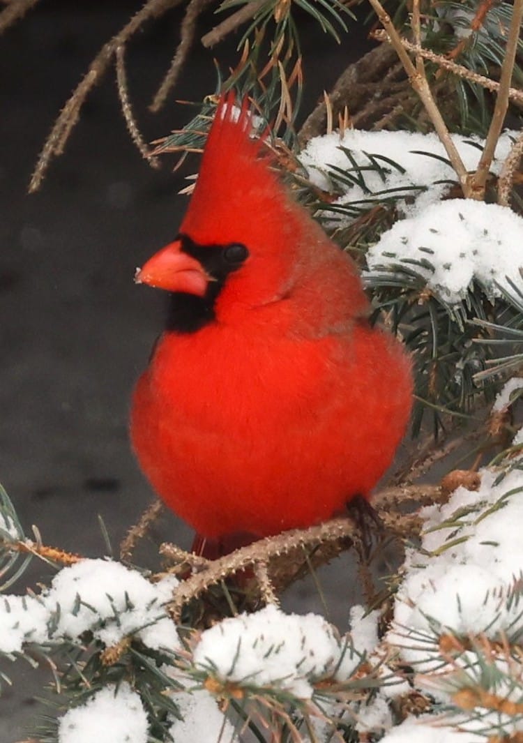 Northern Cardinal on a Tree