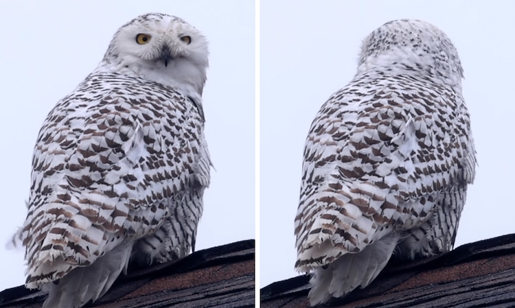 Snowy Owl Appears in Southern California
