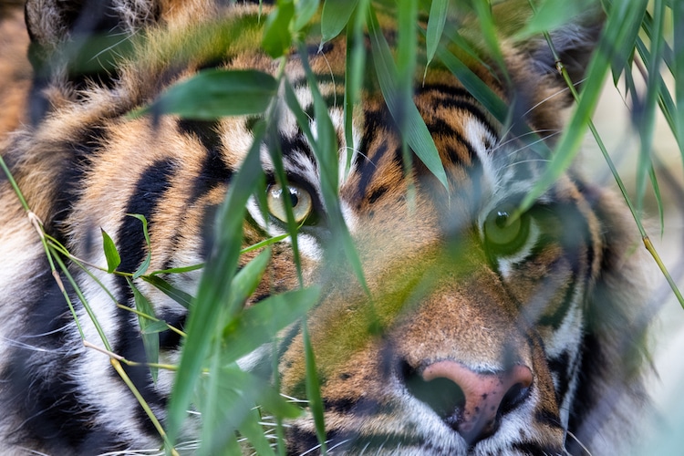 Sunda or Sumatran Tiger