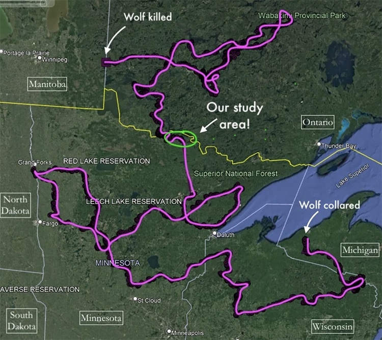 Wolf Route Migration