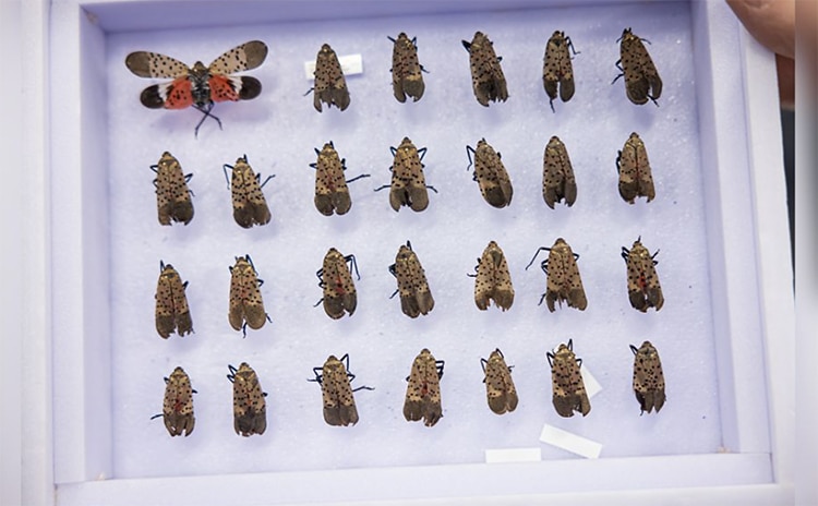 Spotted Lantern Fly Collection