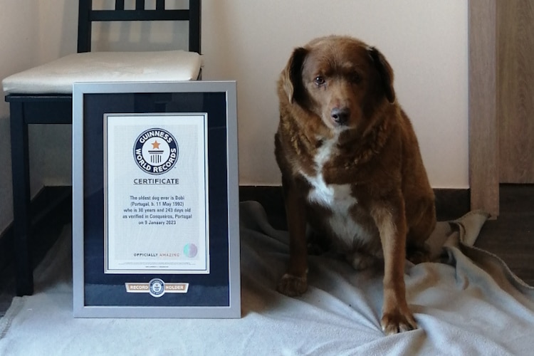 Meet Bobi A Pup Who Is World s Oldest Living Dog