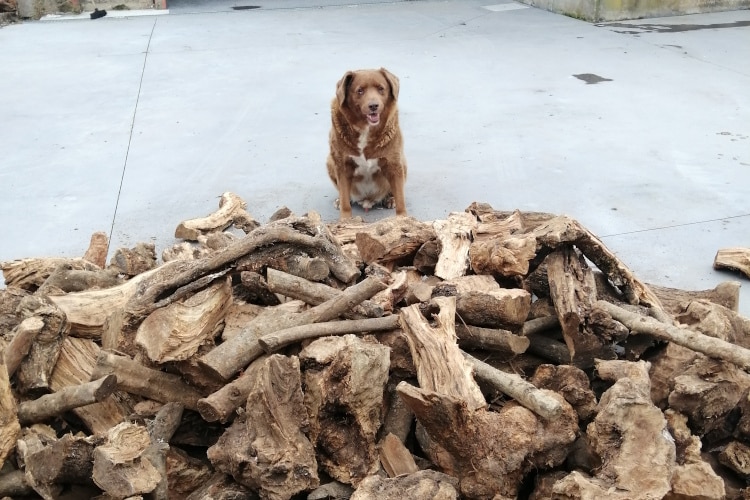 Meet Bobi, a Portuguese Farm Pup and the Oldest Living Dog Ever at 30 Years and 267 Days Old