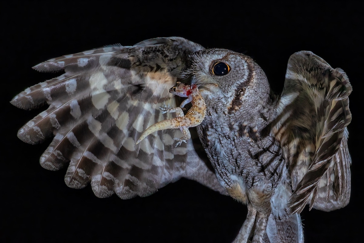 Screech Owl Eating a Gecko