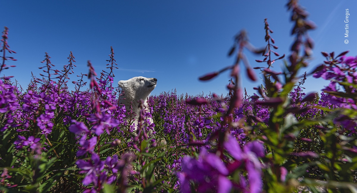 Polar Bear in Field of Flowers