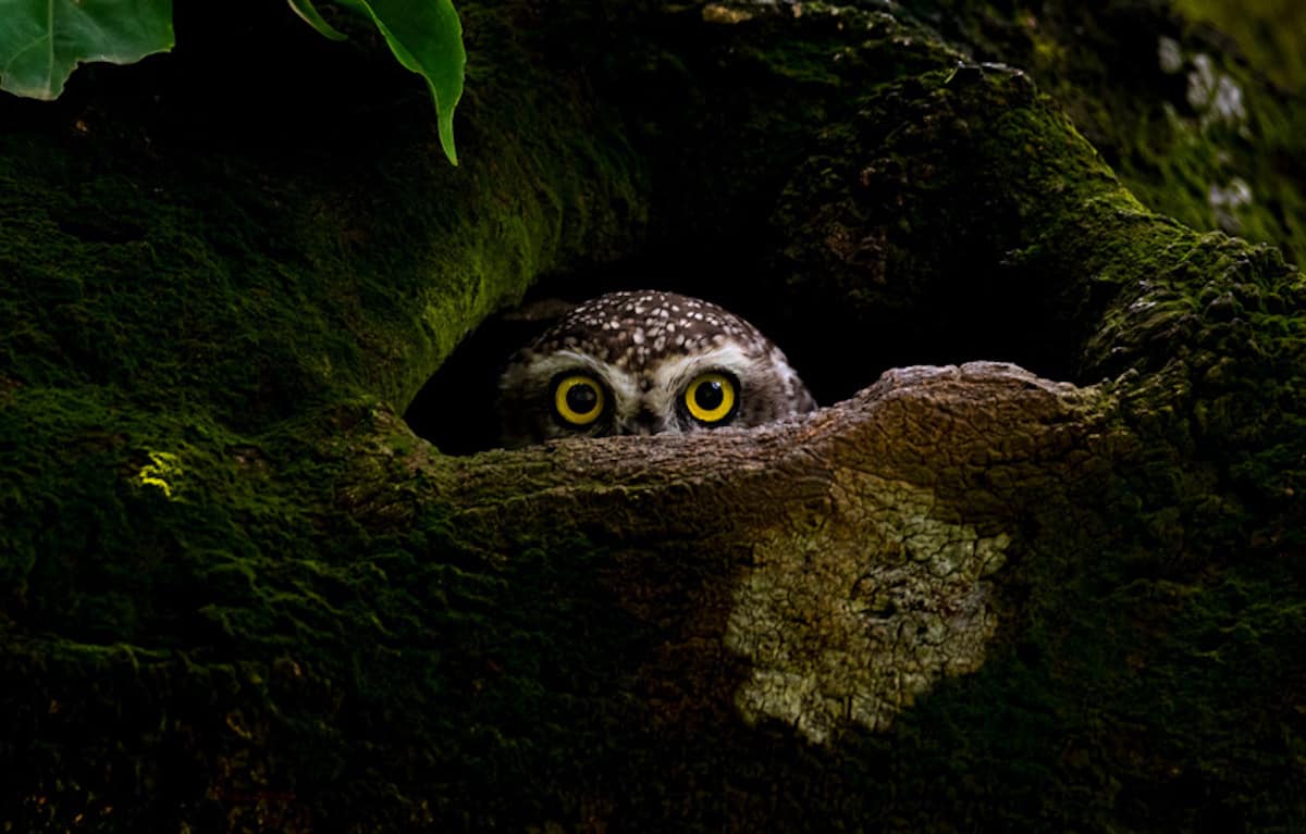 Spotted Owlet in a hide at the National Botanical Garden of Bangladesh