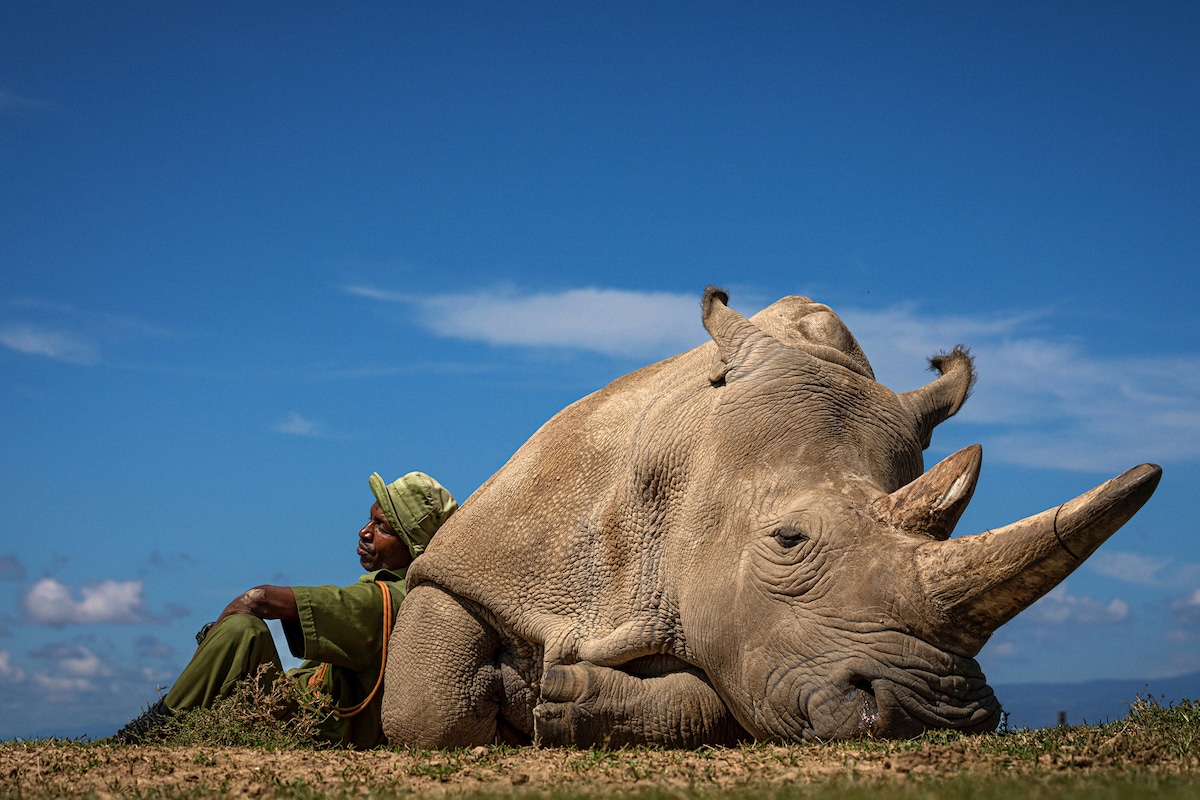 One of Last Northern White Rhinos Resting in the Sun with Her Caretaker
