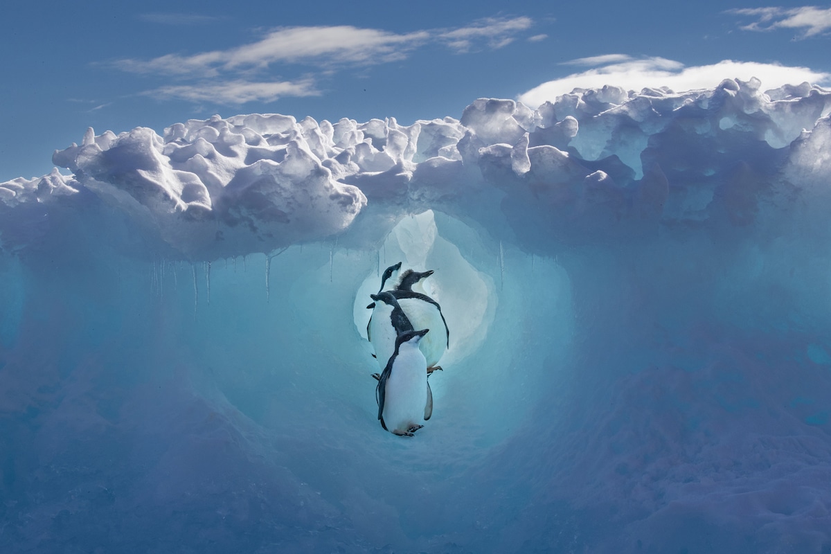 Adele Penguin Chicks Finding Refuge Under Iceberg in Antarctica