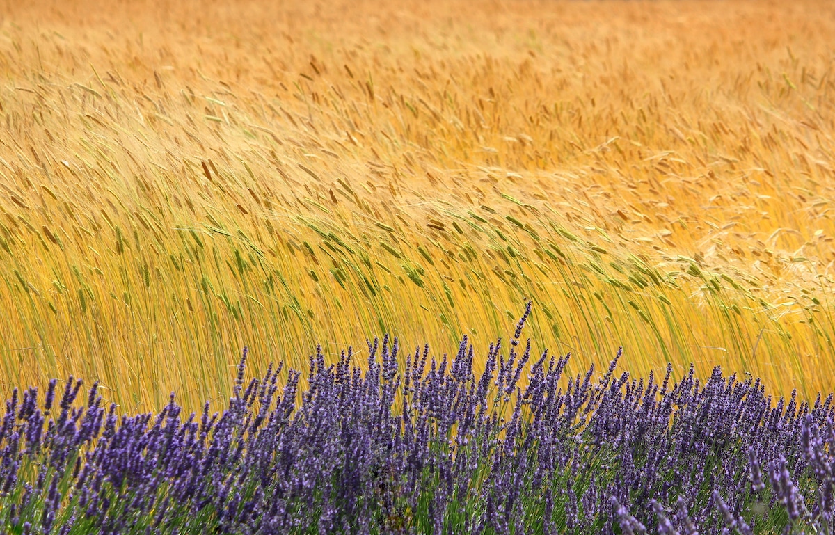 Creative Photo of Lavender and Barley Field in Provence, France