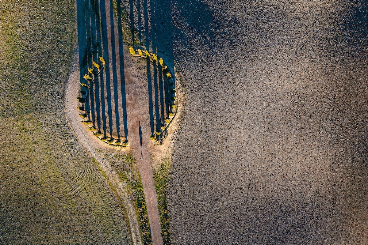 Aerial View of Tuscan cypresses and a field