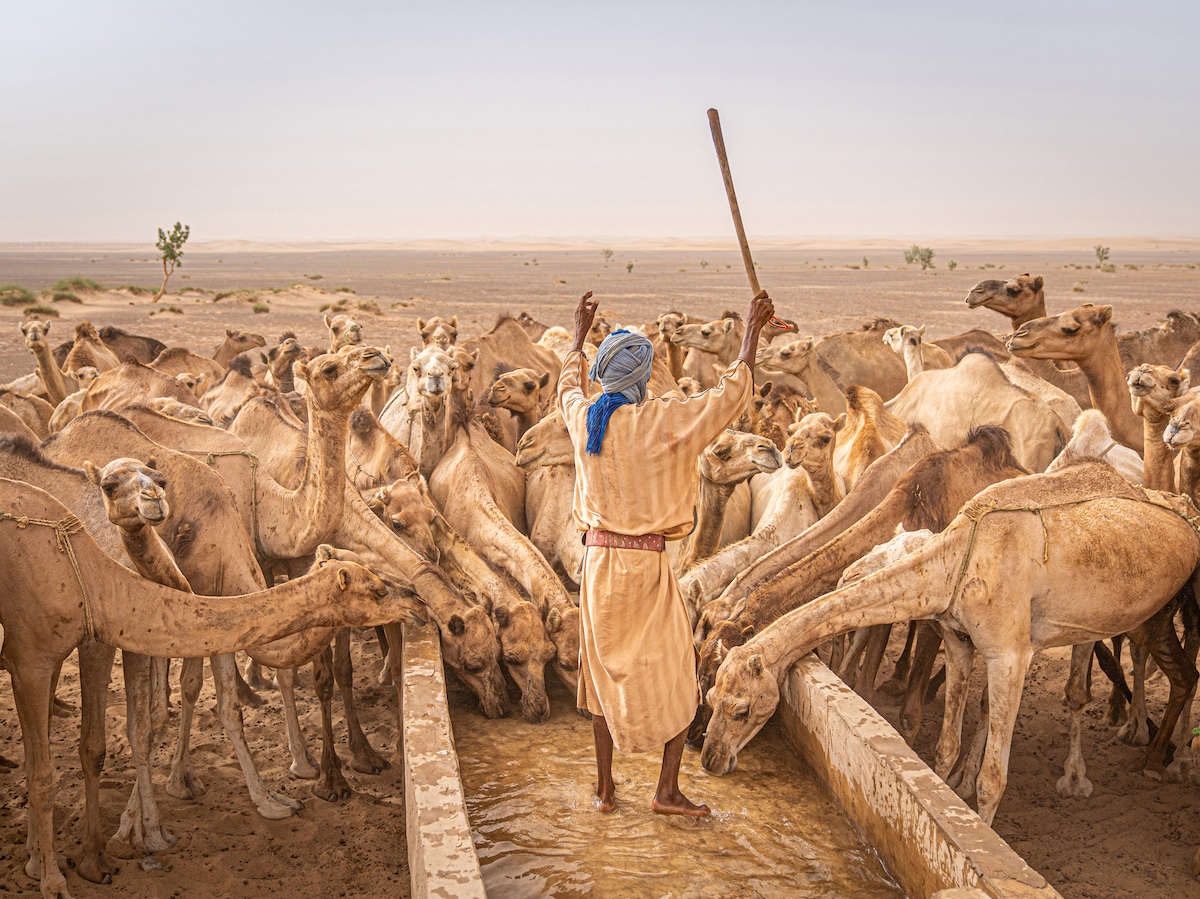 Camel Owner Ordering Dromedaries in the Sahara Desert