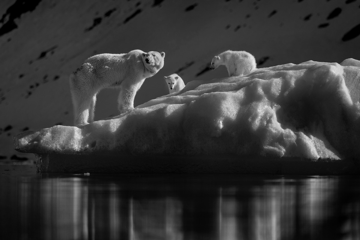 Black and White Photo of Starving Polar Bears in Norway