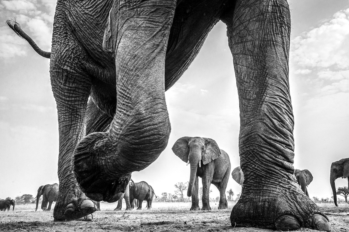 An African elephant among the herd at the Hwange National Park in Zimbabwe