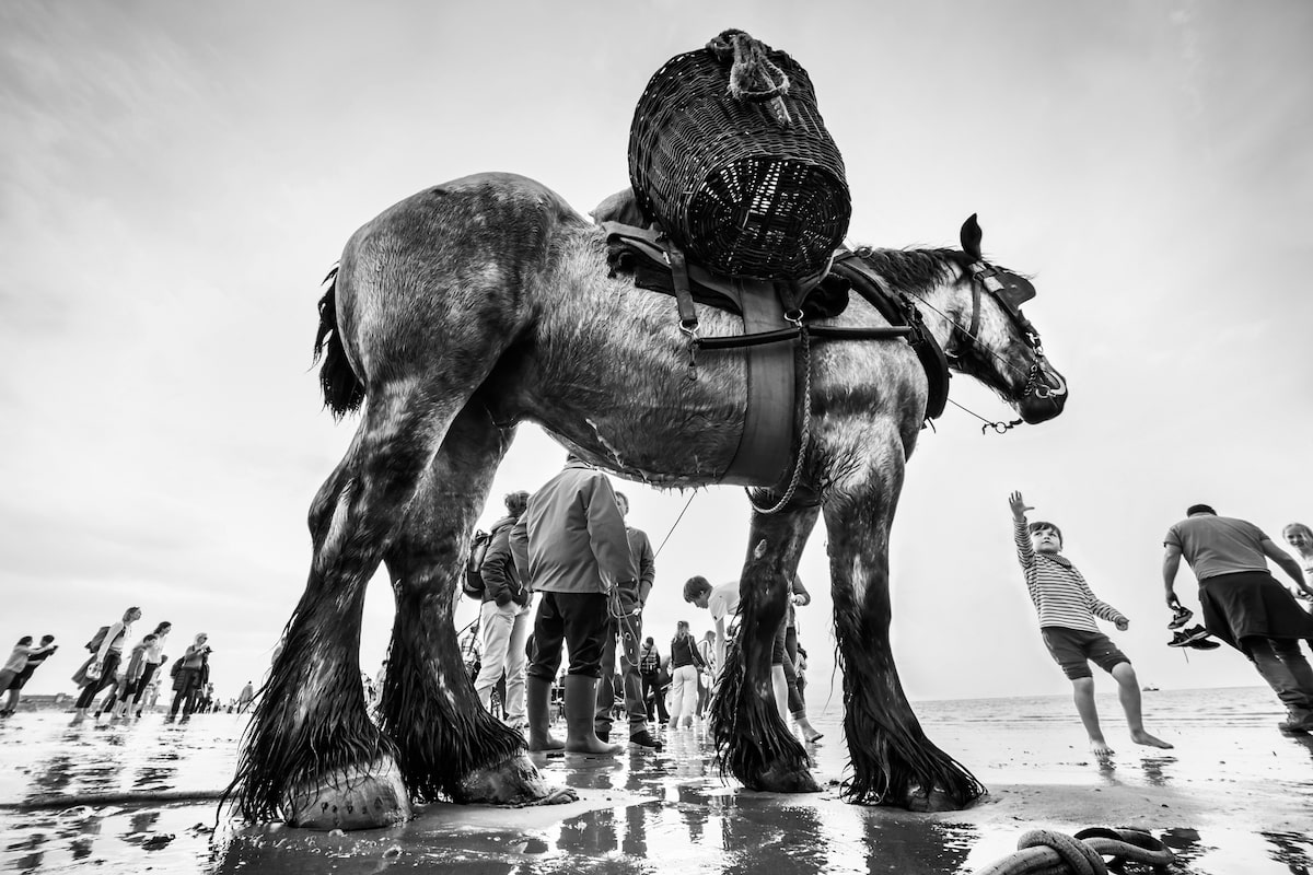 Horse Fishermen in Belgium
