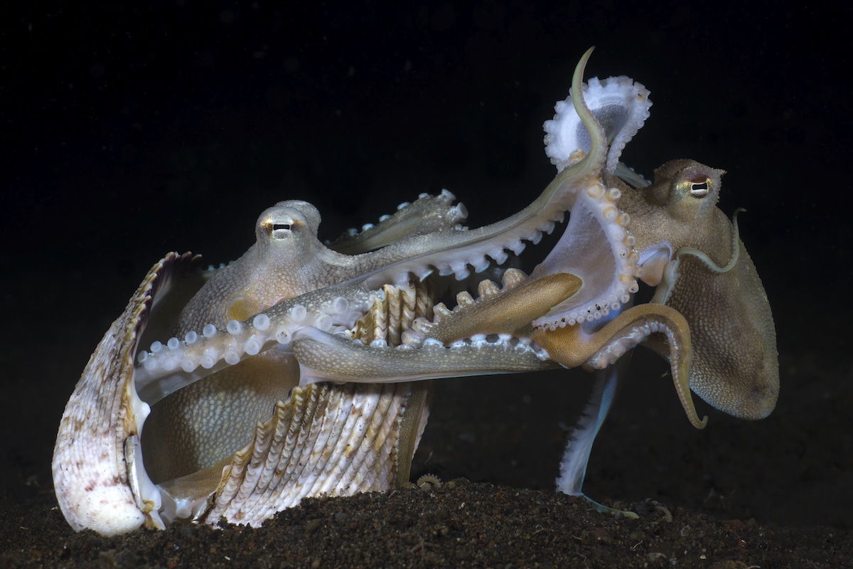 Coconut Octopuses Mating