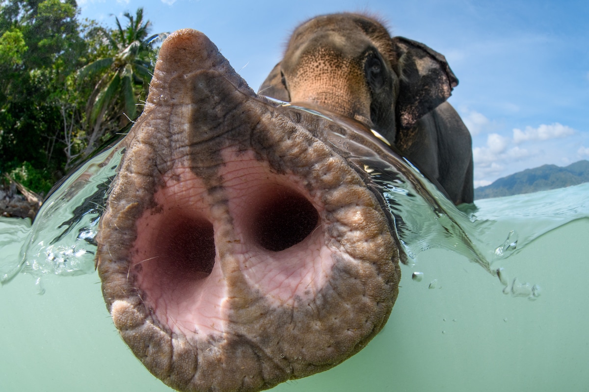 Close Up Shot of Elephant Trunk in the Water in Thailand