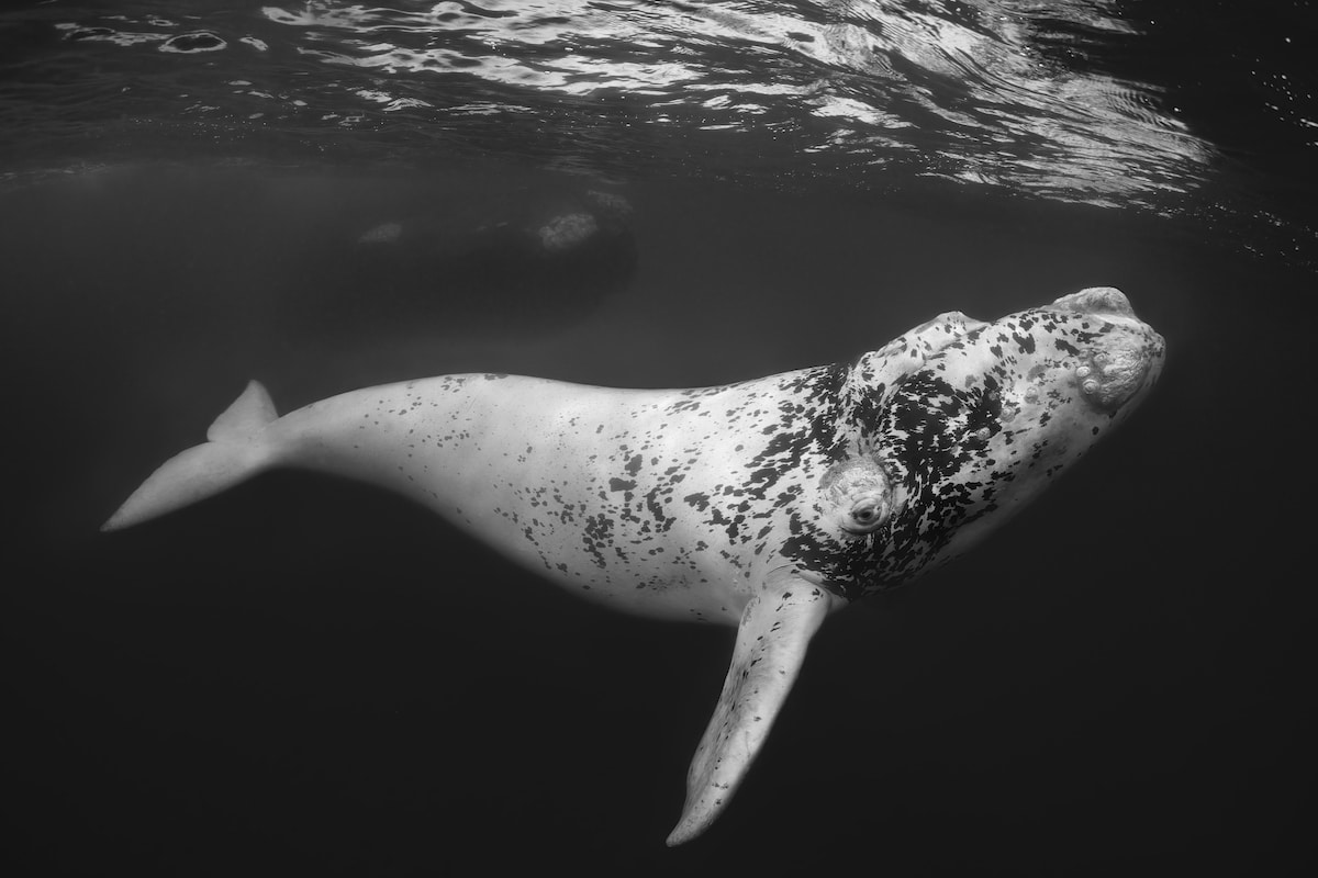 Black and White Image of a Southern Right Whale Calf in Argentina