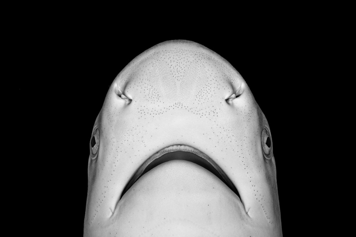 Close Up Portrait of a Newborn Blacktip Reef Shark That Looks Like Jaws Movie Poster