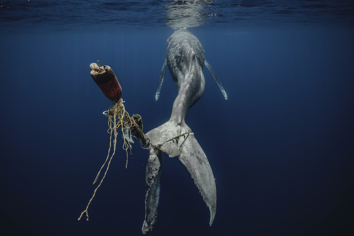 Humpback Whale with Tale Wrapped in Ropes