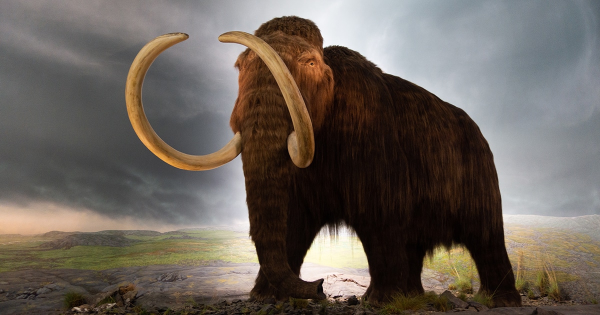 De-Extinction Company Preparing to Bring Back Woolly Mammoth