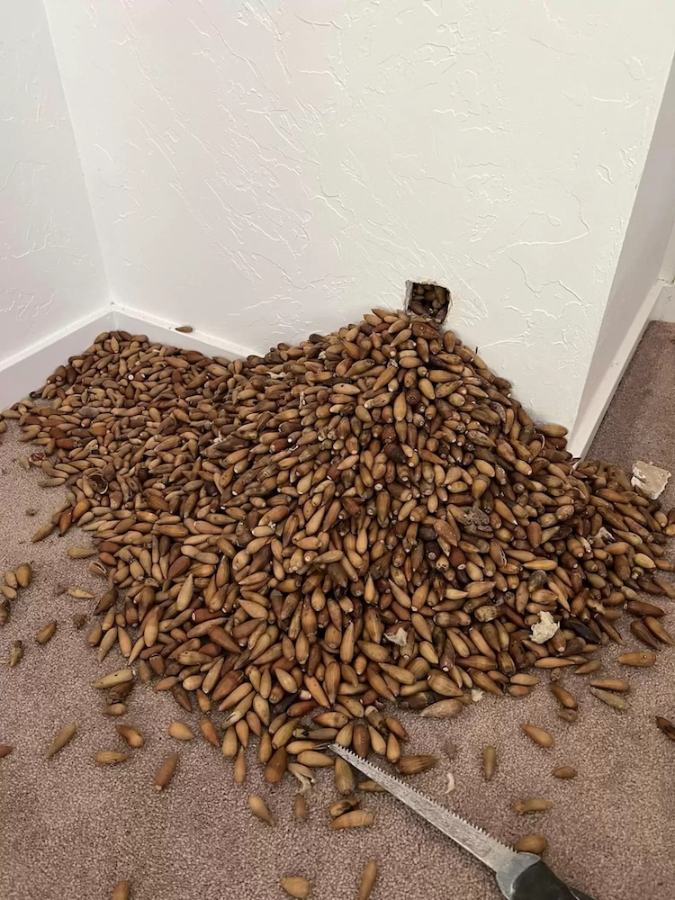 Man Discovers 700 Pounds of Acorns Stashed Inside a House