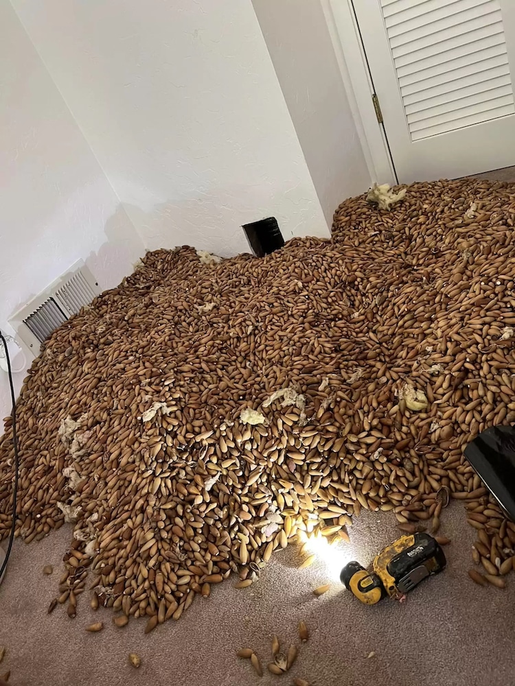 Man Discovers 700 Pounds of Acorns Stashed Inside a House