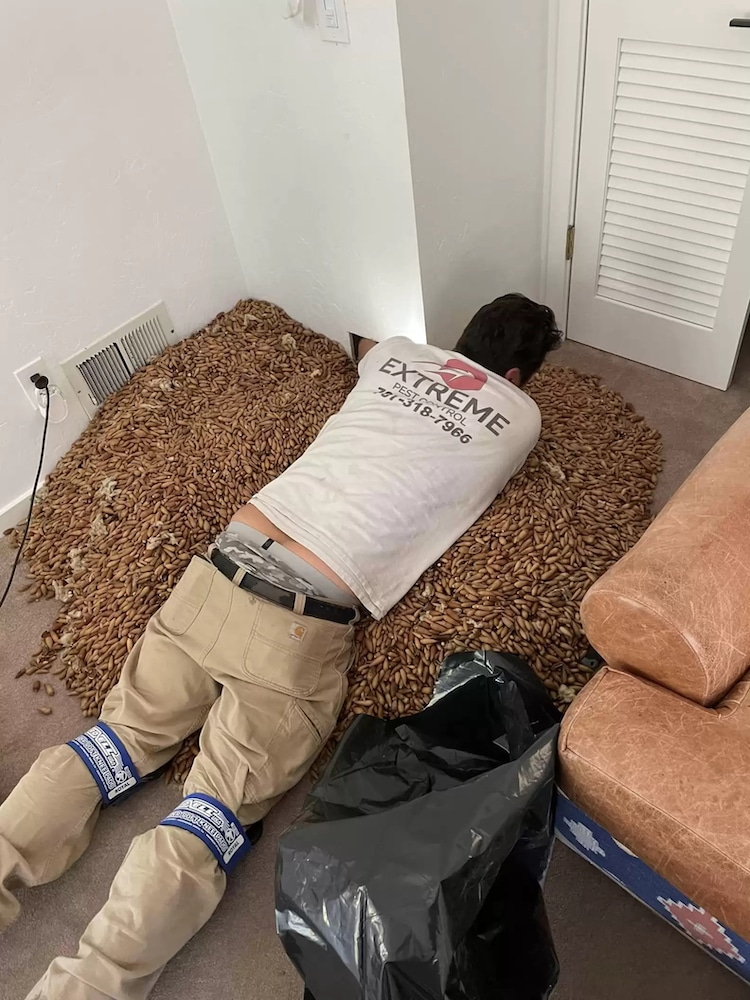 Man Discovers 700 Pounds of Acorns Stashed Inside a House