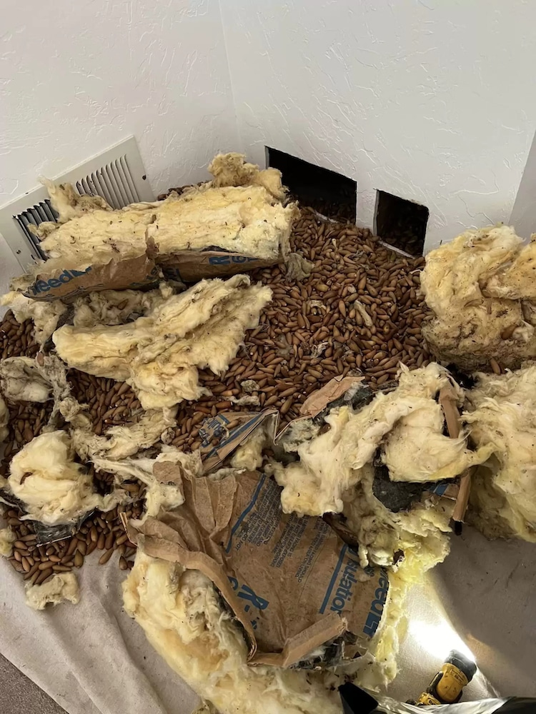 Man Discovers 700 Pounds of Acorns Stashed Inside a House