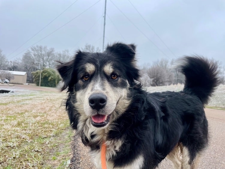 Shelter Dog Looks Just Like Paul Rudd