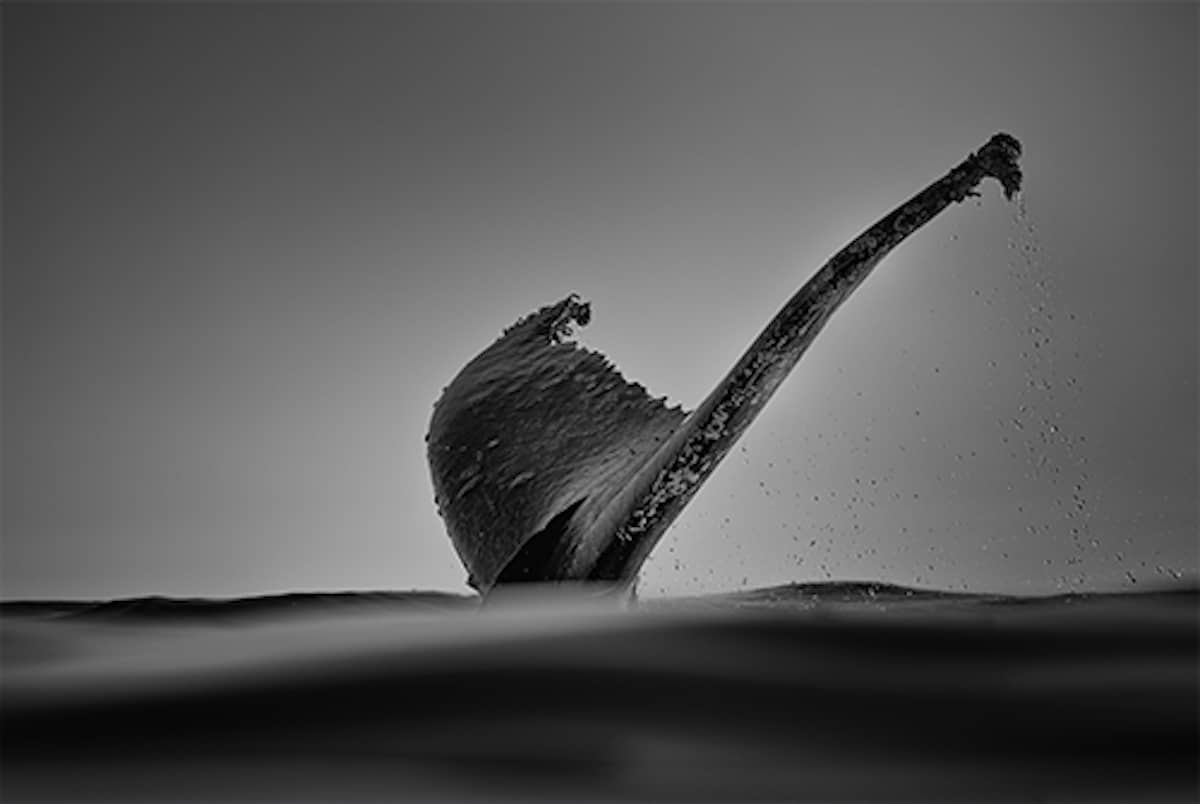 Humpback Whale Photography by Chris Fallows