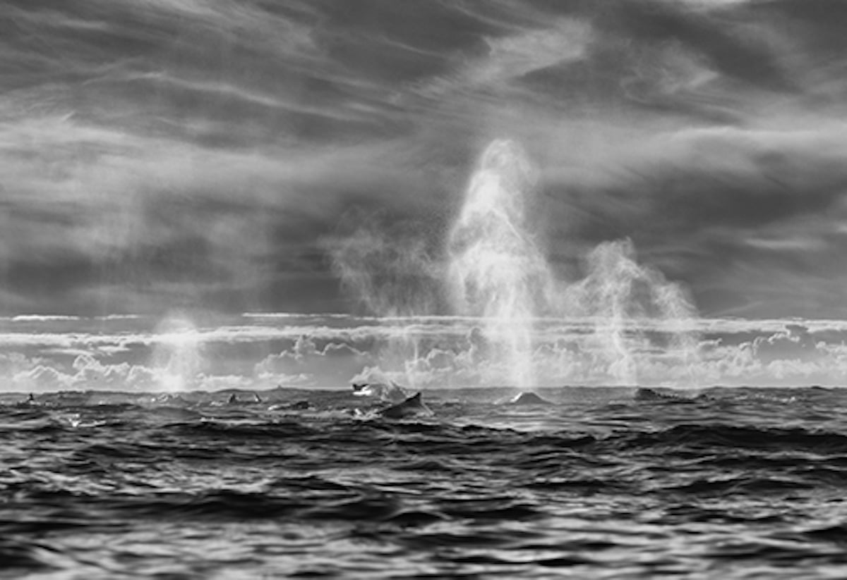 Humpback Whale Photography by Chris Fallows