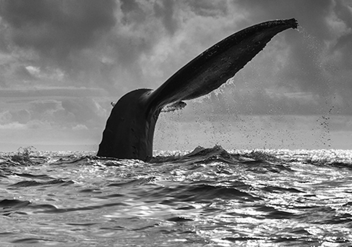 Humpback Whale Photography by Chris Fallows