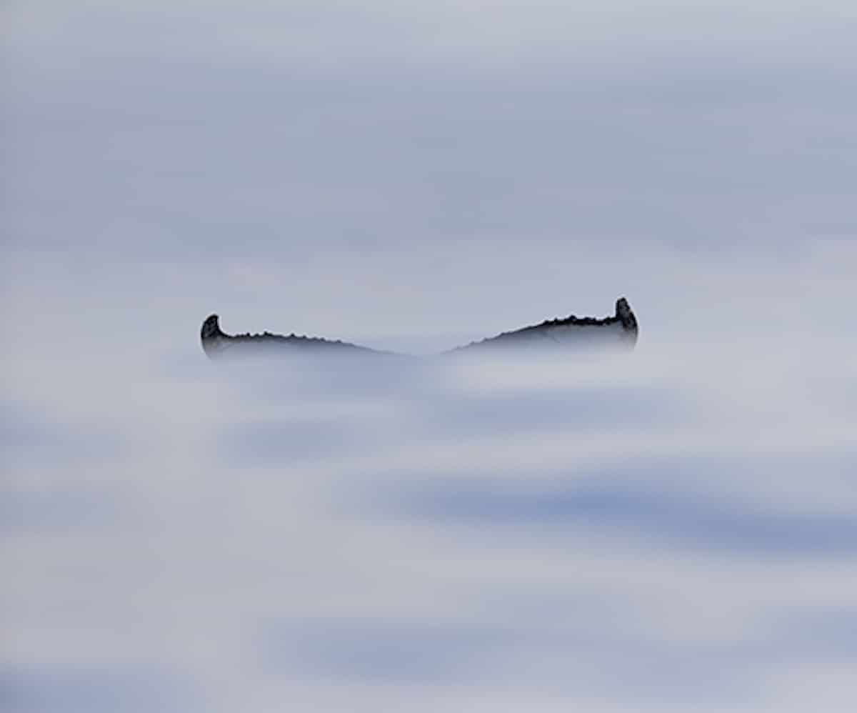 Humpback Whale Photography by Chris Fallows