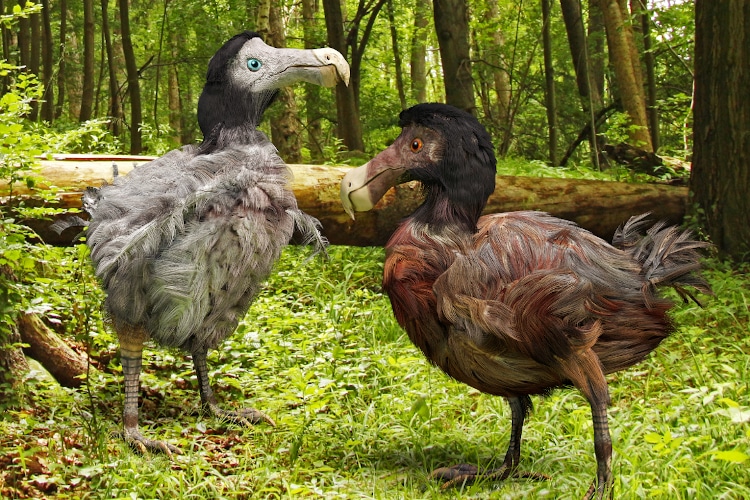 "De-Extinction" Biotech Company Gets Funding To Bring The Dodo Back To Life