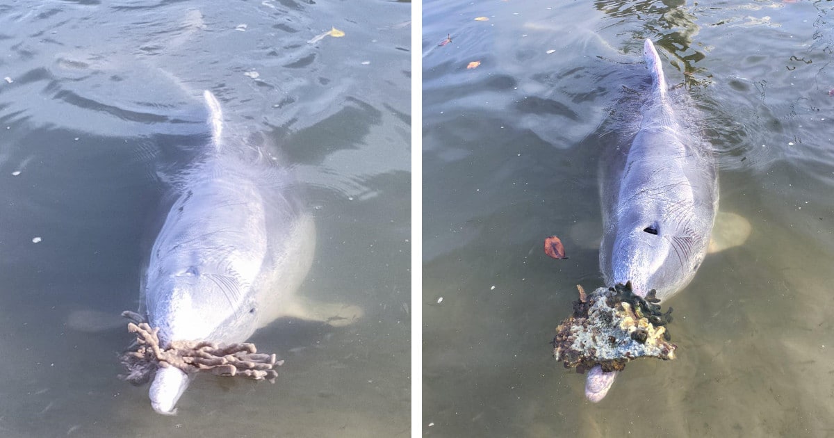 Dolphins Bring Gifts to Humans After Missing Them During the Early Pandemic