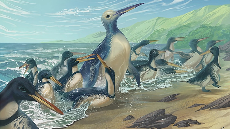 Paleontólogos descubren el fósil de un pingüino gigante en Nueva Zelanda