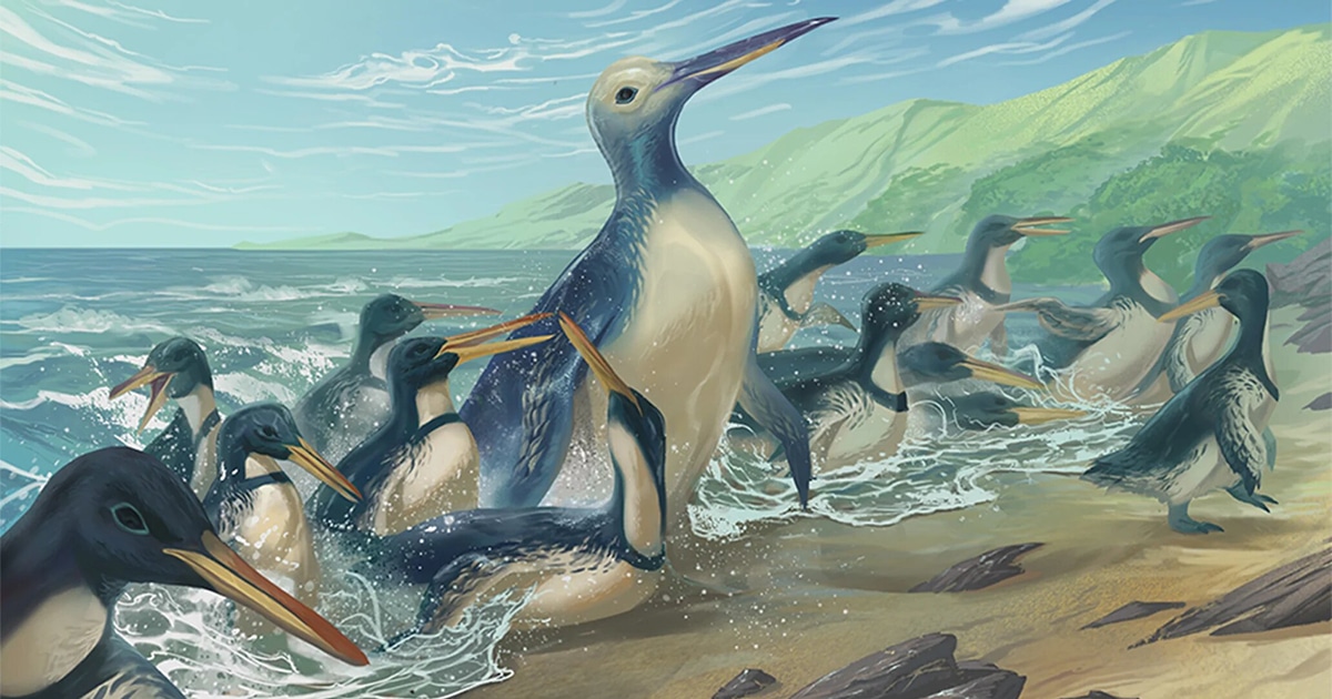 Paleontólogos descubren fósil de pingüino gigante en Nueva Zelanda