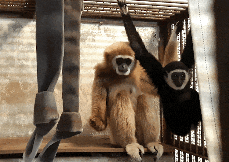 Momo Gibbon Mystery Pregnancy Solved