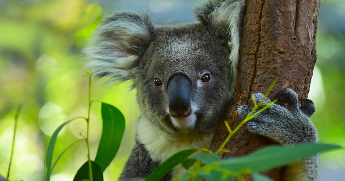 Learn How to Draw a Koala in x Steps
