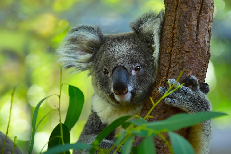 koalas hugging drawing