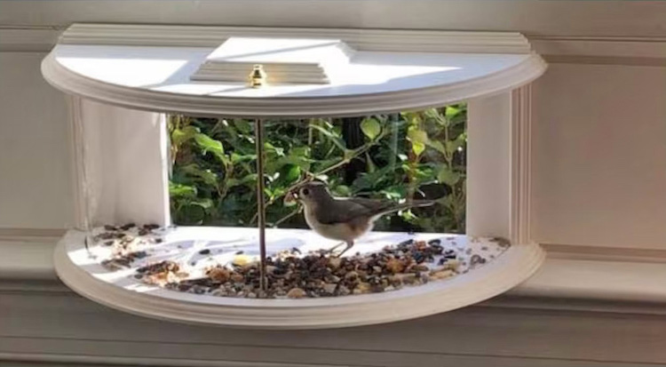 In-Home Bird Feeder