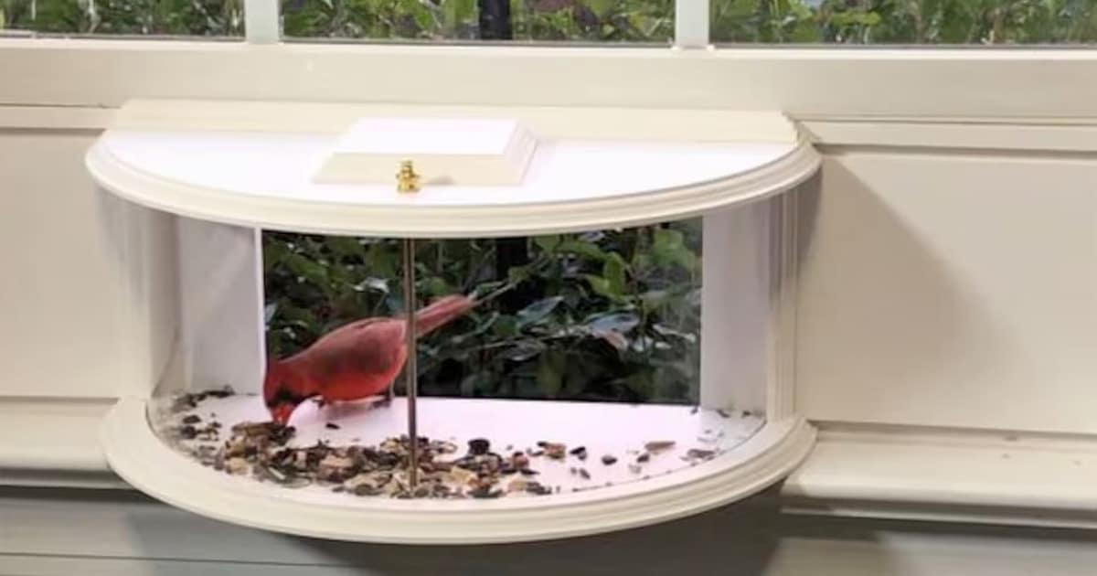 Window Bird Feeder with a 180° View from inside Your House. Window Insert  Bird F