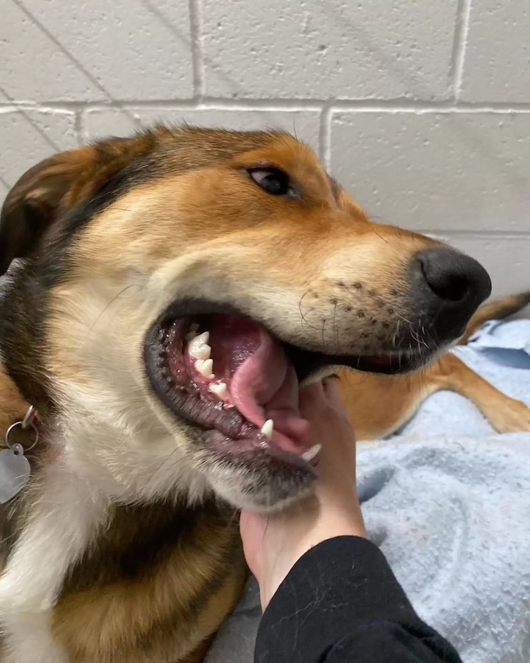 Lost Dog Finds Its Way Back to Animal Shelter